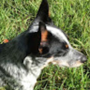 Meet your Posher, Blake